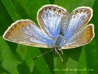 butterfly.htm