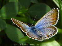 butterfly2.htm