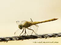 dragonfly.htm